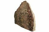 Polished Stromatolite (Greysonia) Section - Bolivia #197395-4